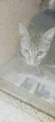 Shelter Stray Female Cat last seen , San Pedro, CA 90731