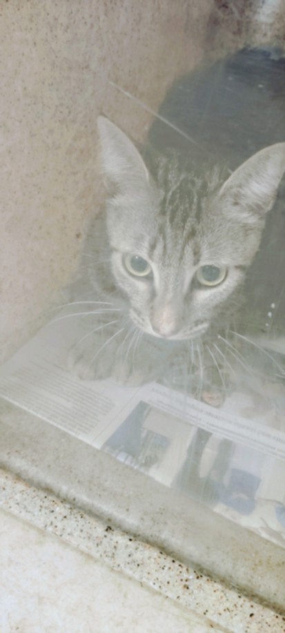 Shelter Stray Female Cat last seen , San Pedro, CA 90731