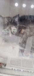 Shelter Stray Female Cat last seen , San Pedro, CA 90731