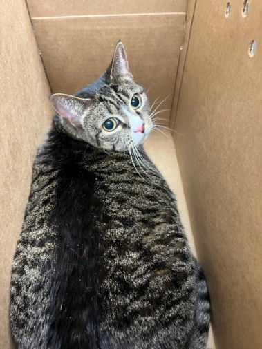 Shelter Stray Female Cat last seen , Los Angeles, CA 91405