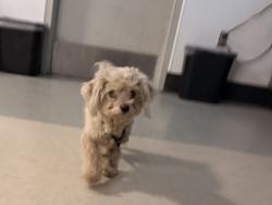 Shelter Stray Female Dog last seen , Los Angeles, CA 91405