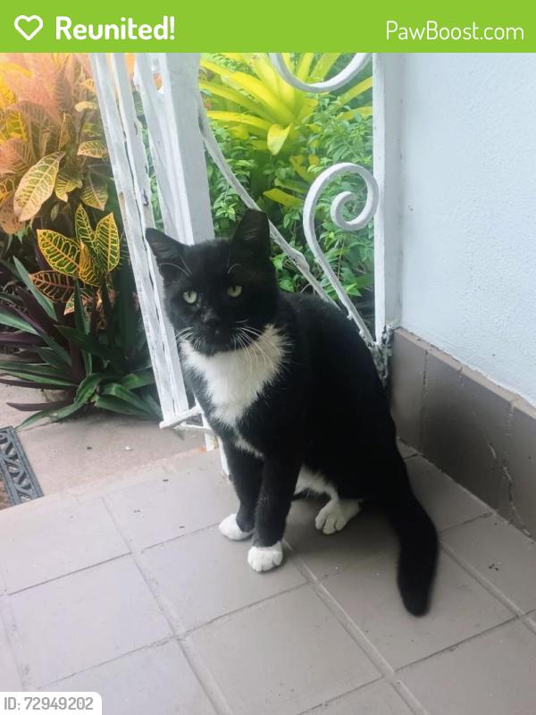 Reunited Male Cat last seen SW 2nd Ave and SW 5th St , Dania Beach, FL 33004