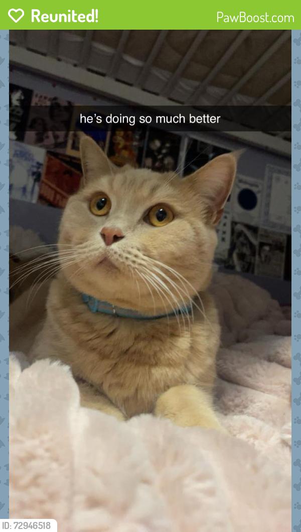 Reunited Male Cat last seen Flamstead Street, Allenton, England DE24