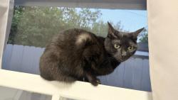 Reunited Female Cat last seen Kinghurst Rd, Huntington Rd, San Marino, CA 91108