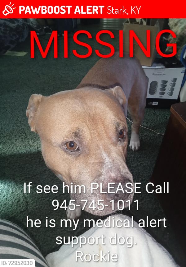 Lost Male Dog last seen Highway 986, Stark, KY 41164