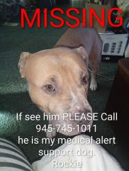 Lost Male Dog last seen Highway 986, Stark, KY 41164