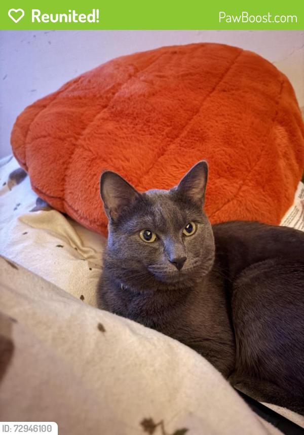 Reunited Male Cat last seen Lime Grove, Llanmartin, Wales NP18 2HY