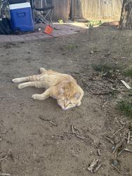 Lost Male Cat last seen summit grove , Thornton, CO 80241