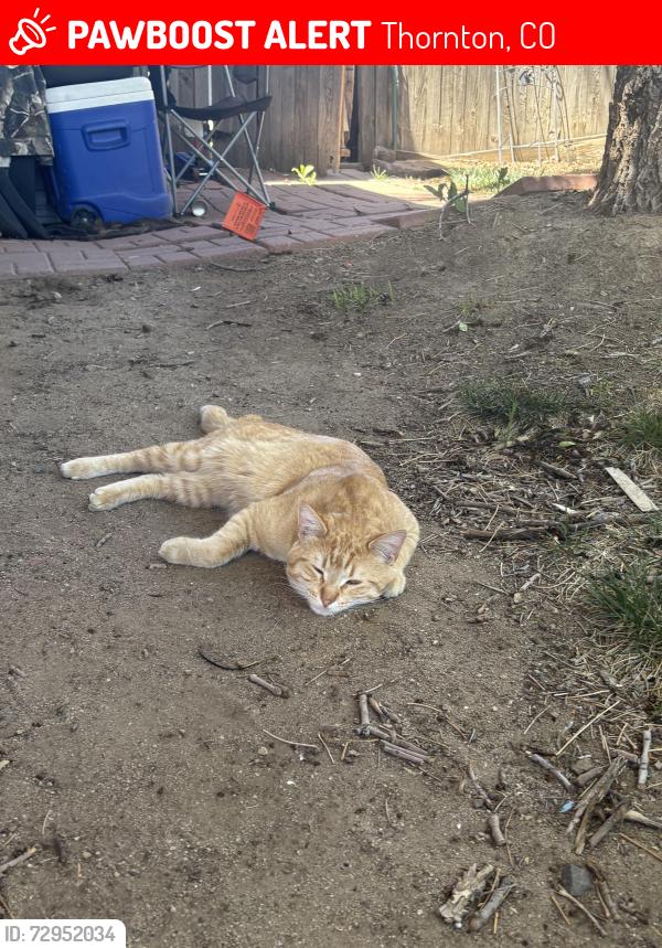 Lost Male Cat last seen summit grove, Thornton, CO 80241