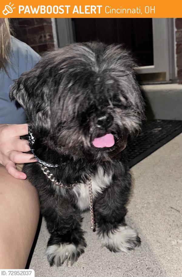 Found/Stray Male Dog last seen Berthbrook Dr and Greenriver Dr, Cincinnati, OH 45231