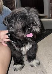 Found/Stray Male Dog last seen Berthbrook Dr and Greenriver Dr, Cincinnati, OH 45231