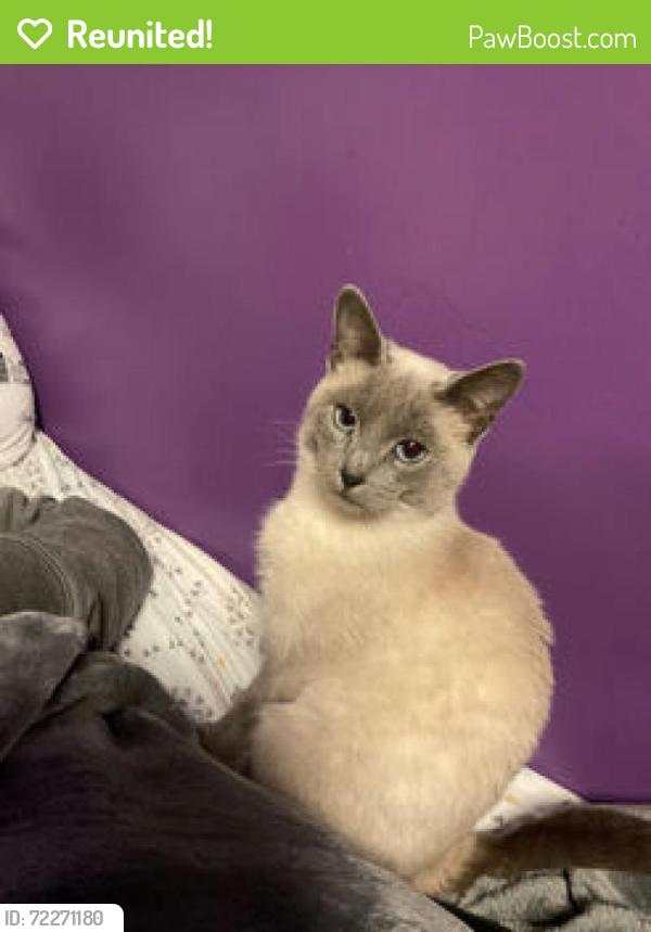 Reunited Female Cat last seen 12th and Gale, Moore, OK 73160