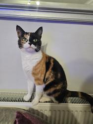 Reunited Female Cat last seen Fernlea, Risca, Newport NP11, UK, Risca, Wales NP11