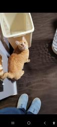 Lost Male Cat last seen Wenberg County Park, Stanwood, WA 98292