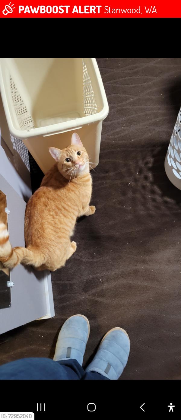 Lost Male Cat last seen Wenberg County Park, Stanwood, WA 98292