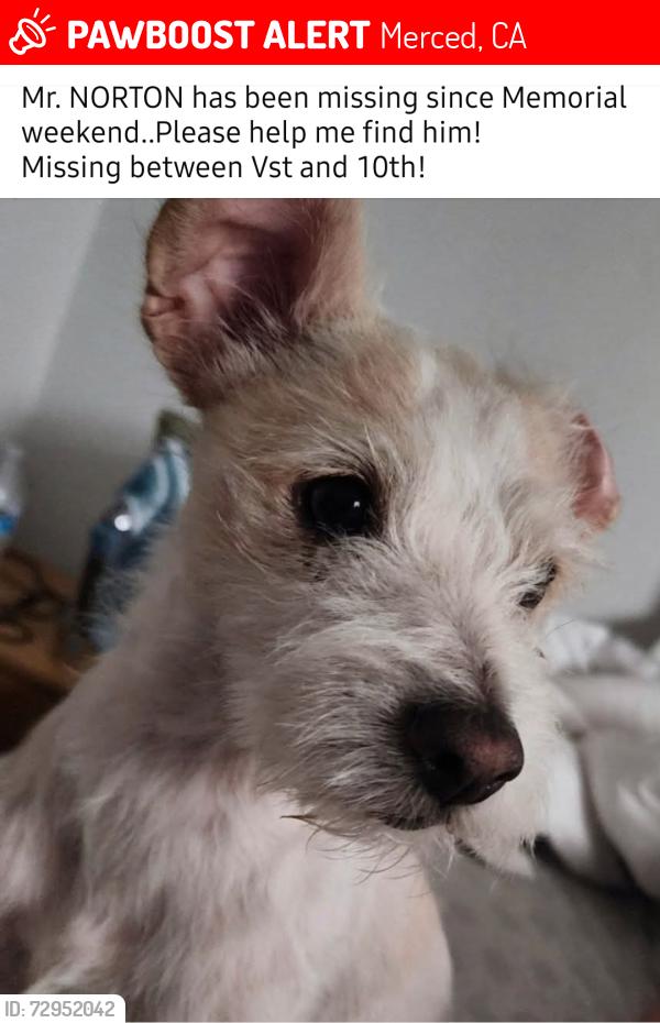 Lost Male Dog last seen V st and 10th , Merced, CA 95341