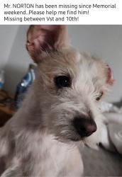 Lost Male Dog last seen V st and 10th , Merced, CA 95341