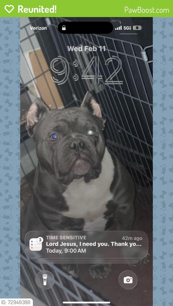 Reunited Male Dog last seen Carey and commerce , North Las Vegas, NV 89030