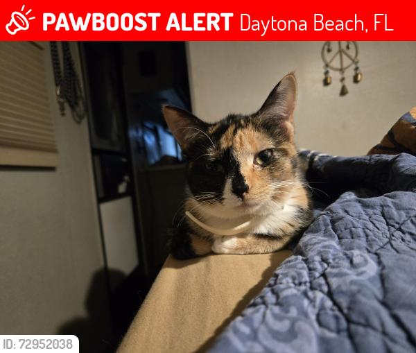 Lost Female Cat last seen Rv oasis park and campground. 3003 W international speedway blvd, Daytona Beach, FL 32124
