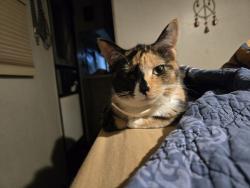 Lost Female Cat last seen Rv oasis park, tomoka across from flea market. , Daytona Beach, FL 32124