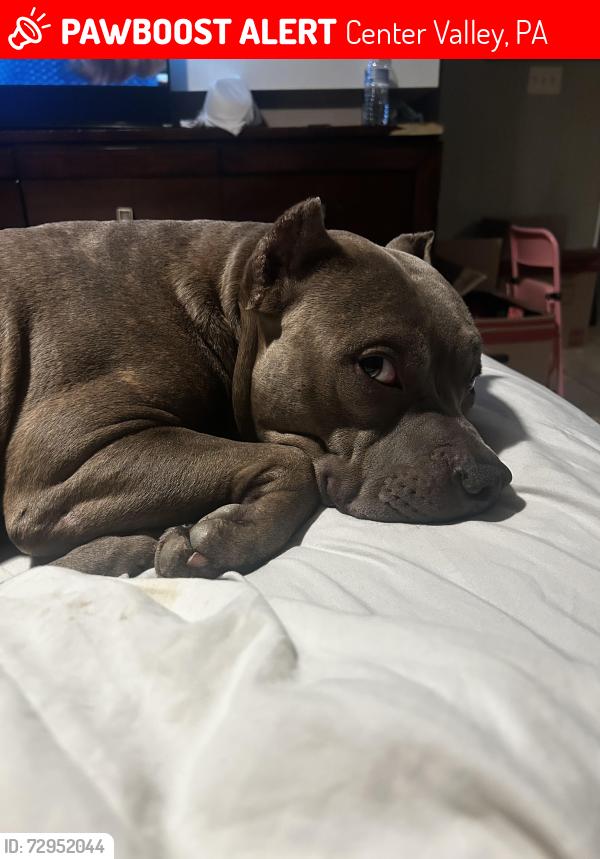 Lost Male Dog last seen St Luke on 309 next to dentist in corner , Center Valley, PA 18015
