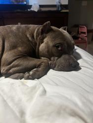 Lost Male Dog last seen St Luke on 309 next to dentist in corner , Center Valley, PA 18015