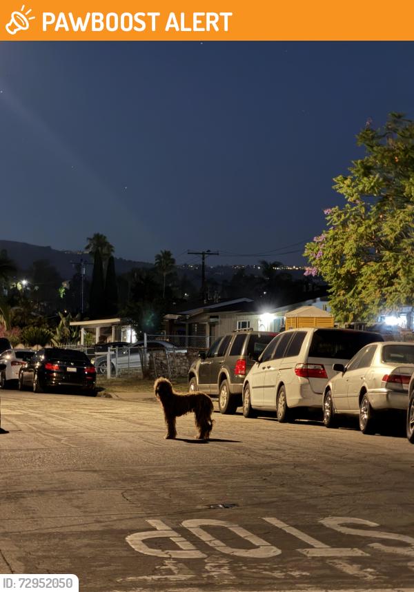 Found/Stray Unknown Dog last seen Rorimer st, South San Jose Hills, CA 91744