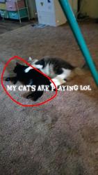 Reunited Female Cat last seen Seward highway and Chester Park eastes , Anchorage, AK 99501