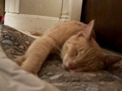 Reunited Male Cat last seen Turquoise Way, San Antonio, TX 78251, USA, San Antonio, TX 78251
