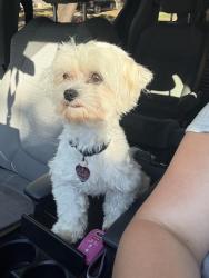 Lost Male Dog last seen Spitfire dr Arlington tx 76001, Arlington, TX 76001