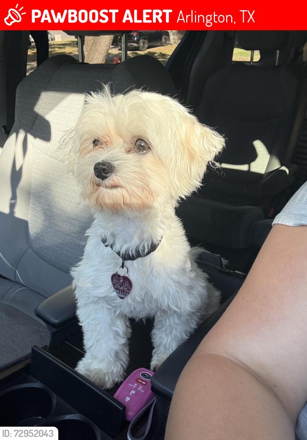Lost Male Dog last seen Spitfire dr Arlington tx 76001, Arlington, TX 76001
