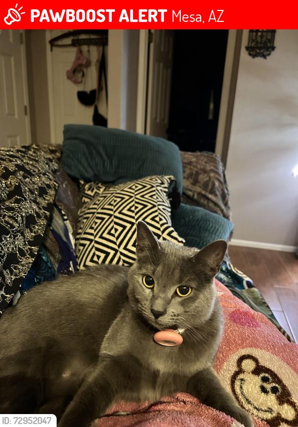Lost Female Cat last seen Nance St, near Recker and McDowell , Mesa, AZ 85215