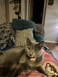 Lost Female Cat last seen Nance St, near Recker and McDowell , Mesa, AZ 85215