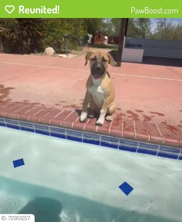 Reunited Female Dog last seen Near w coyote desert drive 85755, Tucson, AZ 85755