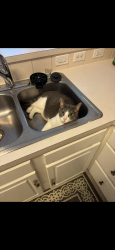 Lost Male Cat last seen Anderson Mill and Grand Falls, Cedar Park, TX 78613
