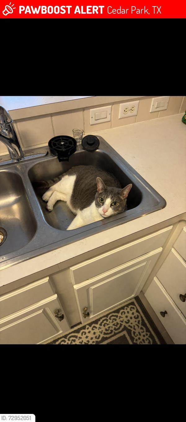 Lost Male Cat last seen Anderson Mill and Grand Falls, Cedar Park, TX 78613