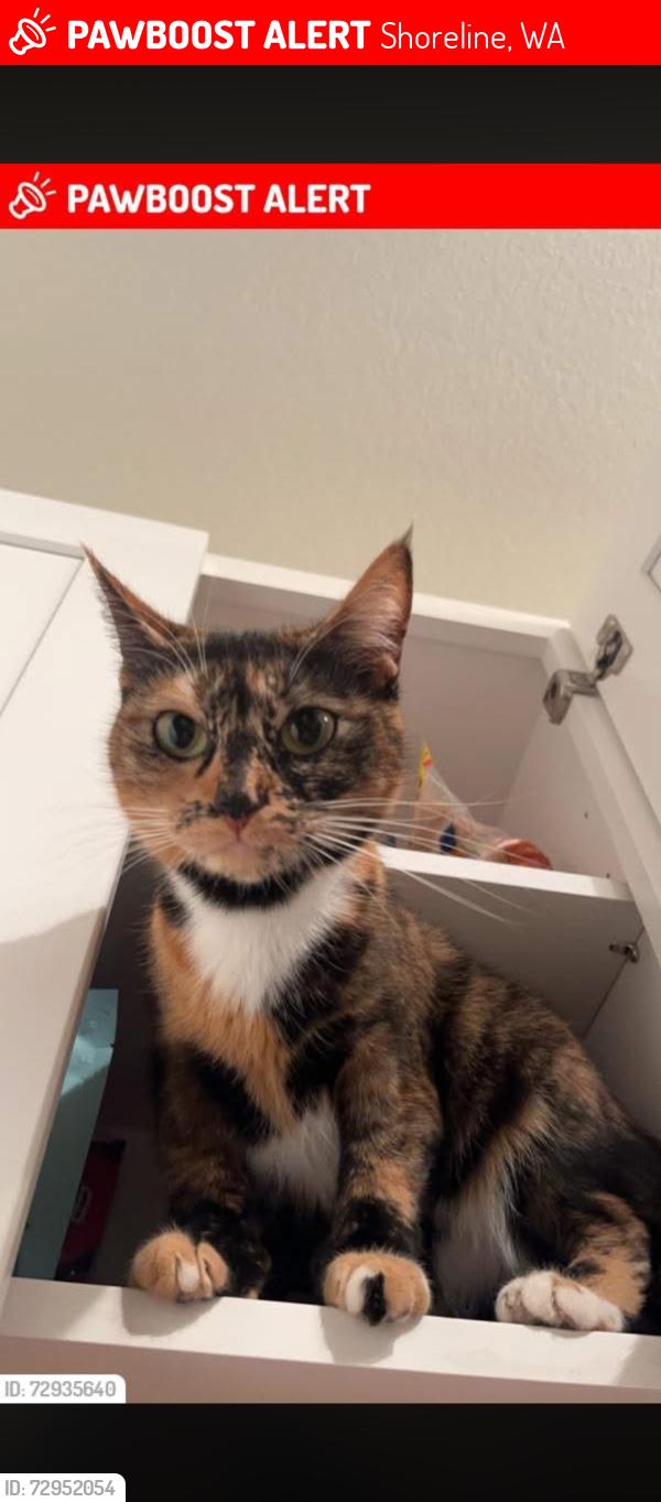 Lost Female Cat last seen Ballinger way in the woods behind wildwood apmts, Shoreline, WA 98155