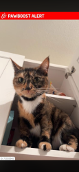 Lost Female Cat last seen Ballinger way in the woods behind wildwood apmts, Shoreline, WA 98155
