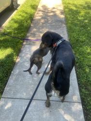 Reunited Male Dog last seen danville road , Dale City, VA 22191