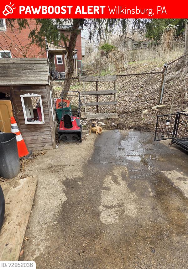 Lost Female Dog last seen Hill Ave, Wilkinsburg, PA 15221