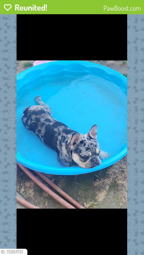 Reunited Male Dog last seen La loma , Modesto, CA 95354