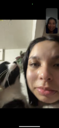 Reunited Male Cat last seen Townsend and Edinger in Santa Ana CA, Santa Ana, CA 92704