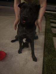 Found/Stray Female Dog last seen cactus and riverside , Rialto, CA 92377