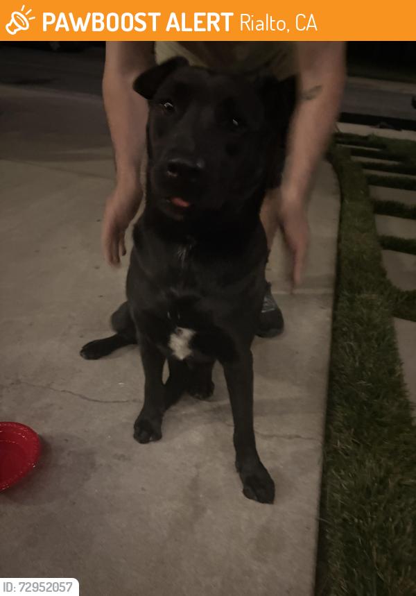 Found/Stray Female Dog last seen cactus and riverside , Rialto, CA 92377