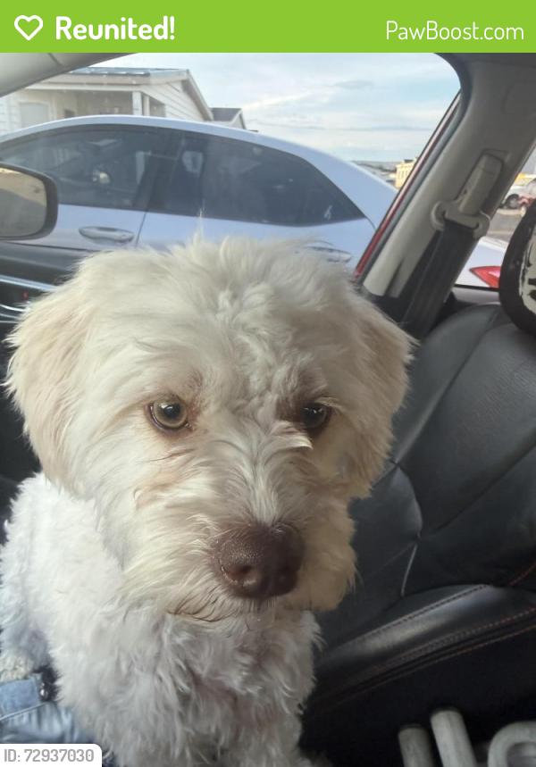 Reunited Female Dog last seen Walmart federal way, Federal Way, WA 98003