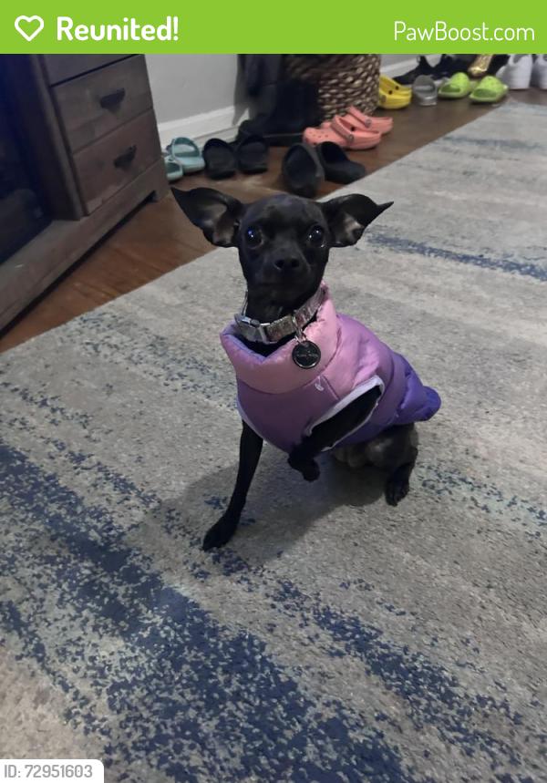 Reunited Female Dog last seen Between Oakland Elementary and Jefferson High. , Lafayette, IN 47905