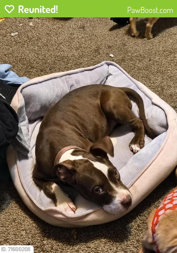 Reunited Female Dog last seen Filmore  and 8th st , Wichita Falls, TX 76309