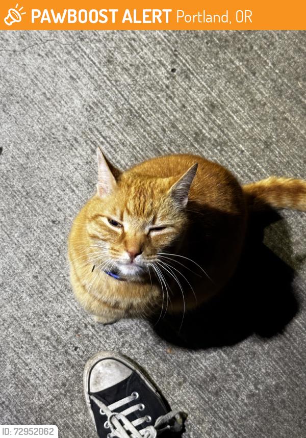 Found/Stray Unknown Cat last seen In front of the cardy on woodstock apmts, Portland, OR 97206