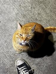 Found/Stray Unknown Cat last seen In front of the cardy on woodstock apmts, Portland, OR 97206