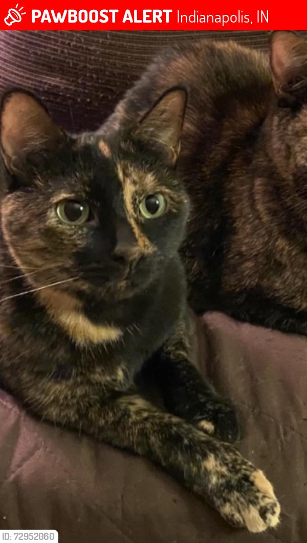 Lost Female Cat last seen 57th and Tacoma, Indianapolis, IN 46220